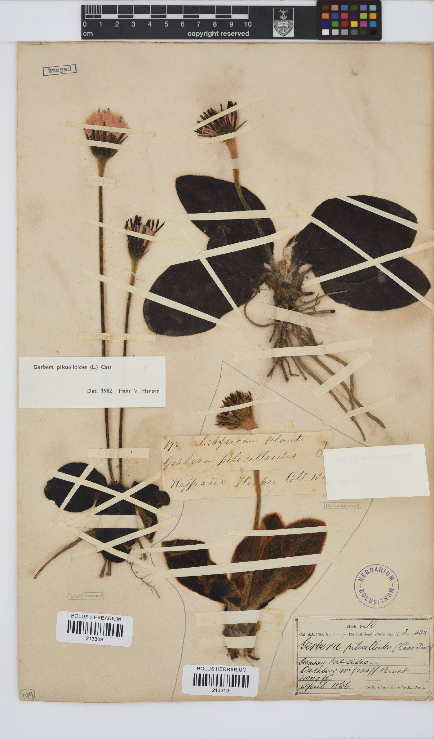 Gerbera piloselloides image