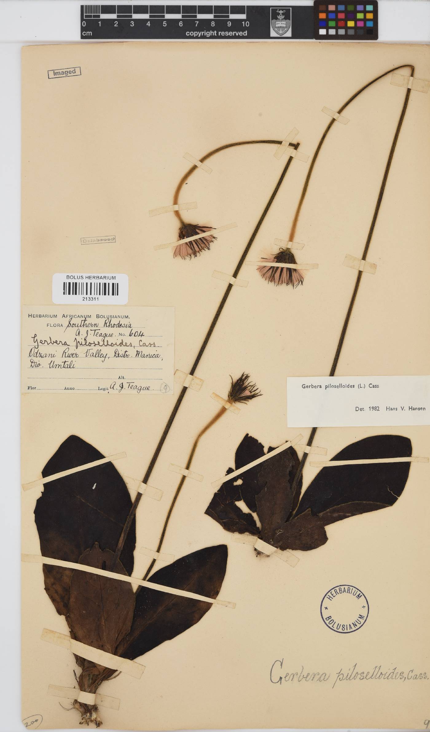 Gerbera piloselloides image
