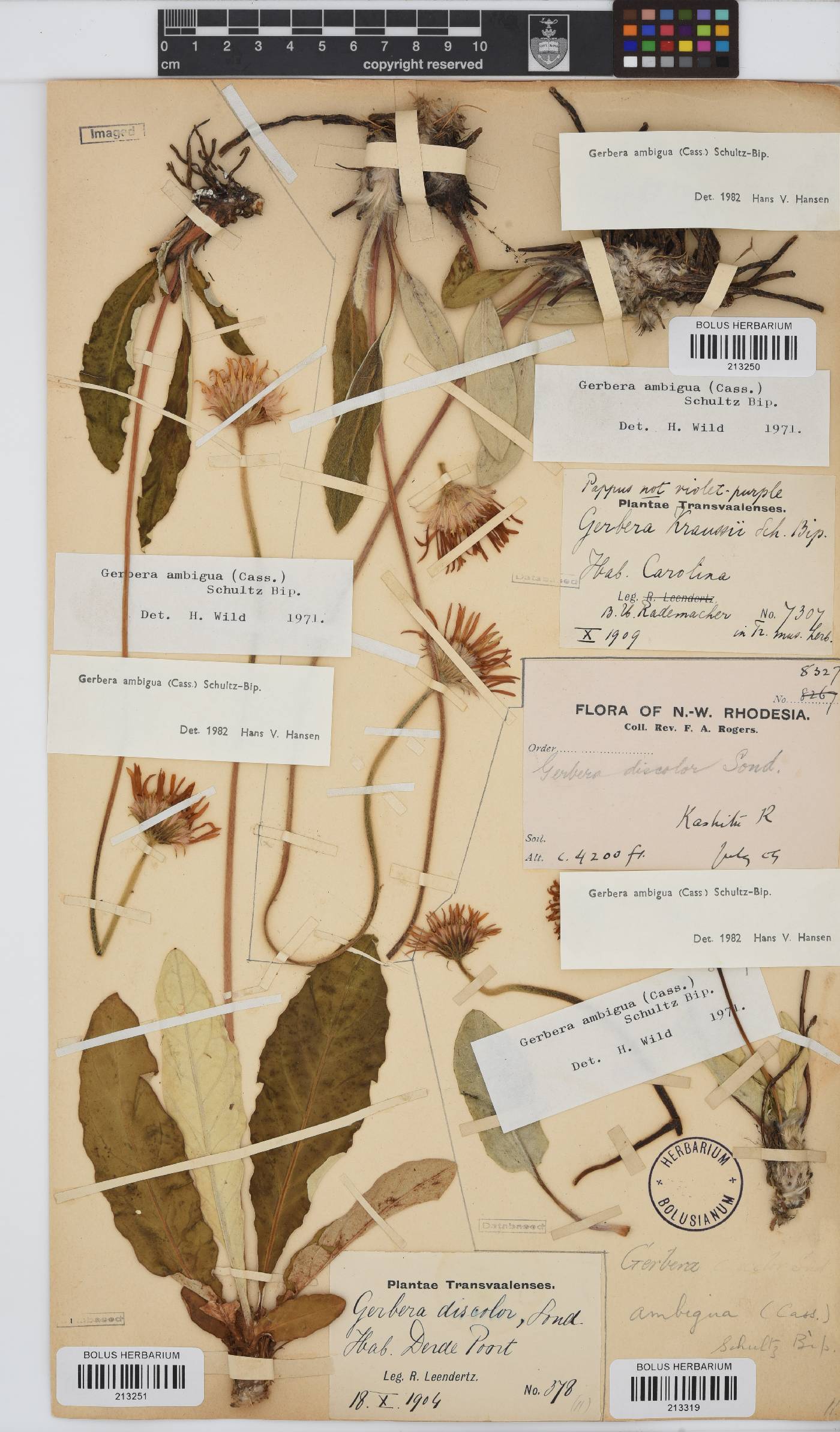 Gerbera ambigua image