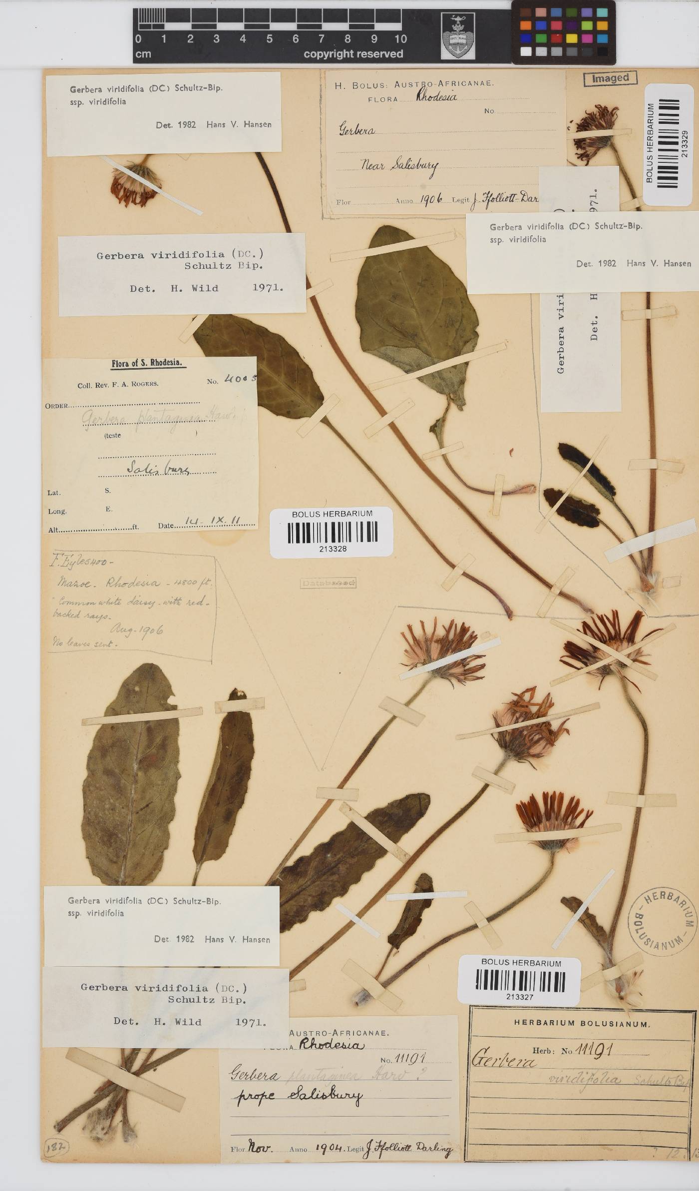 Gerbera viridifolia image