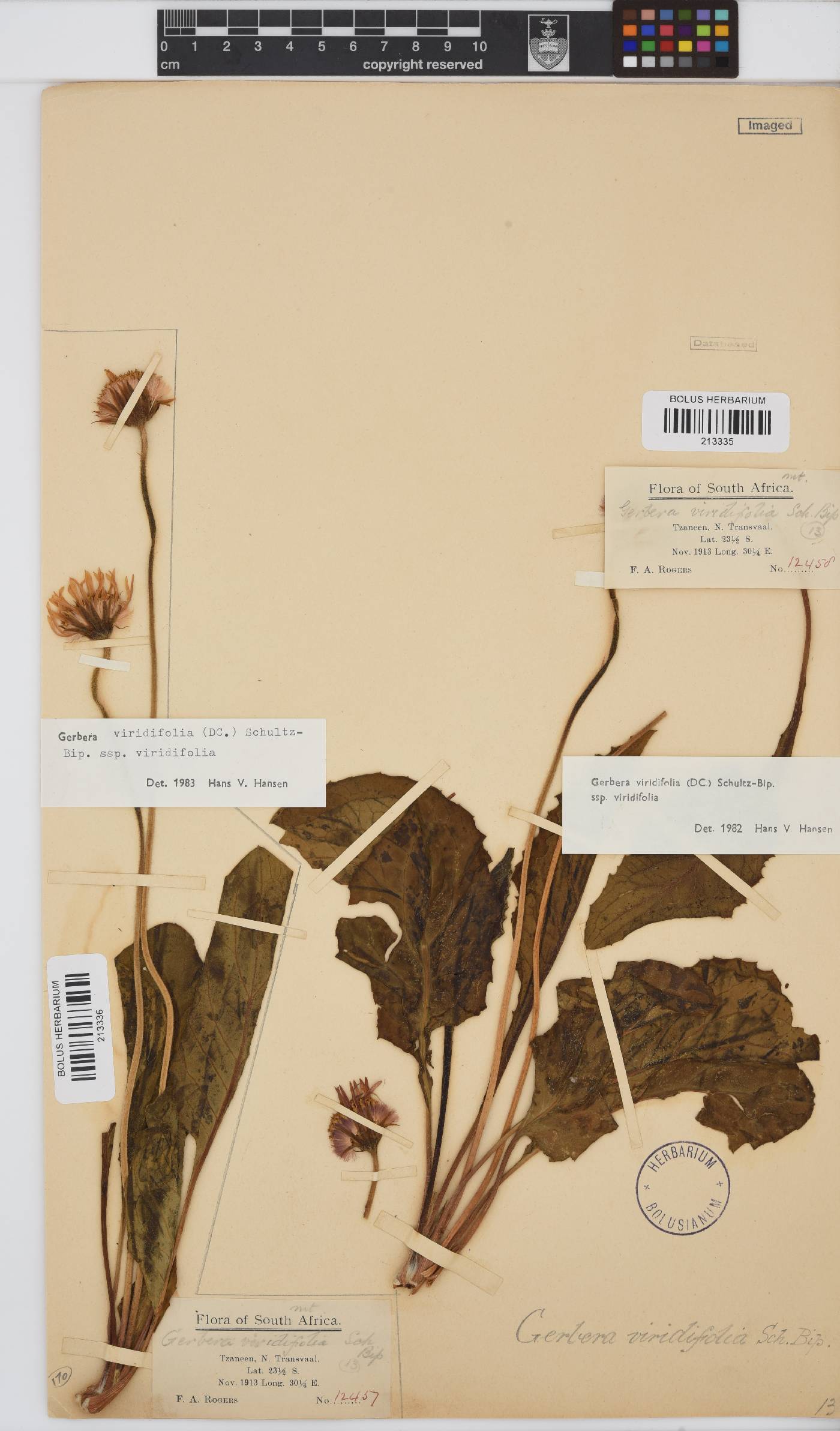 Gerbera viridifolia image