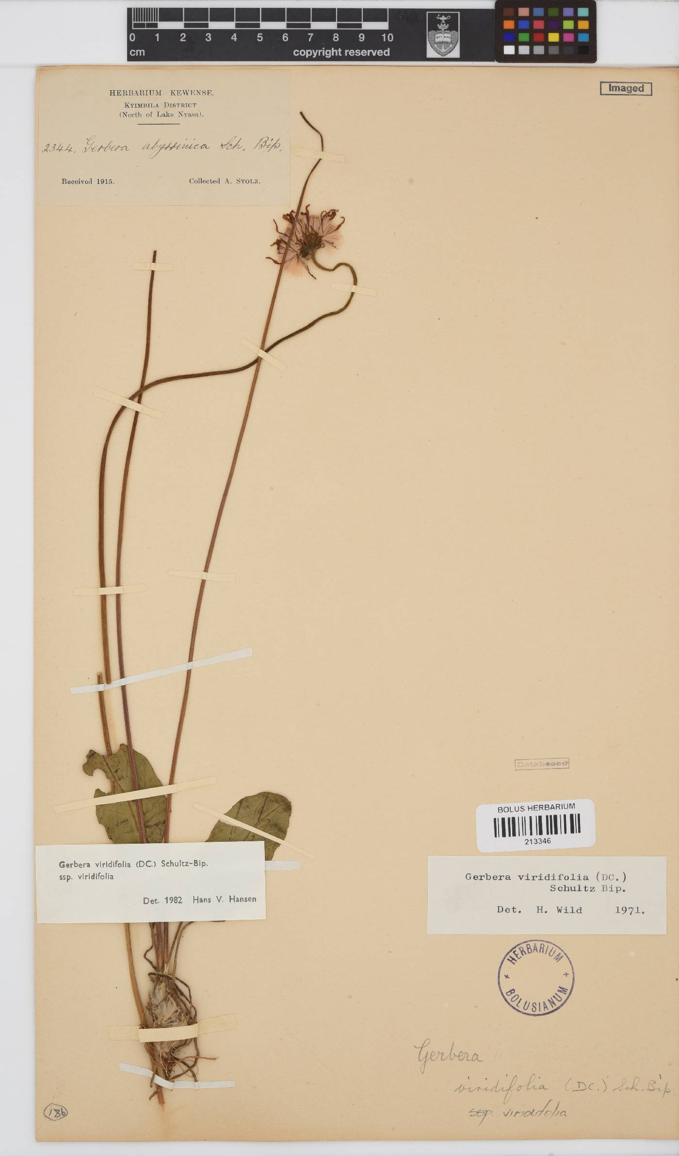Gerbera viridifolia image