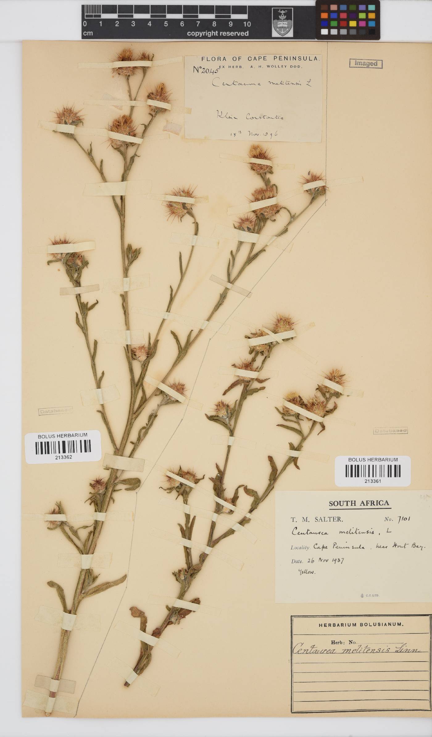 Centaurea melitensis image