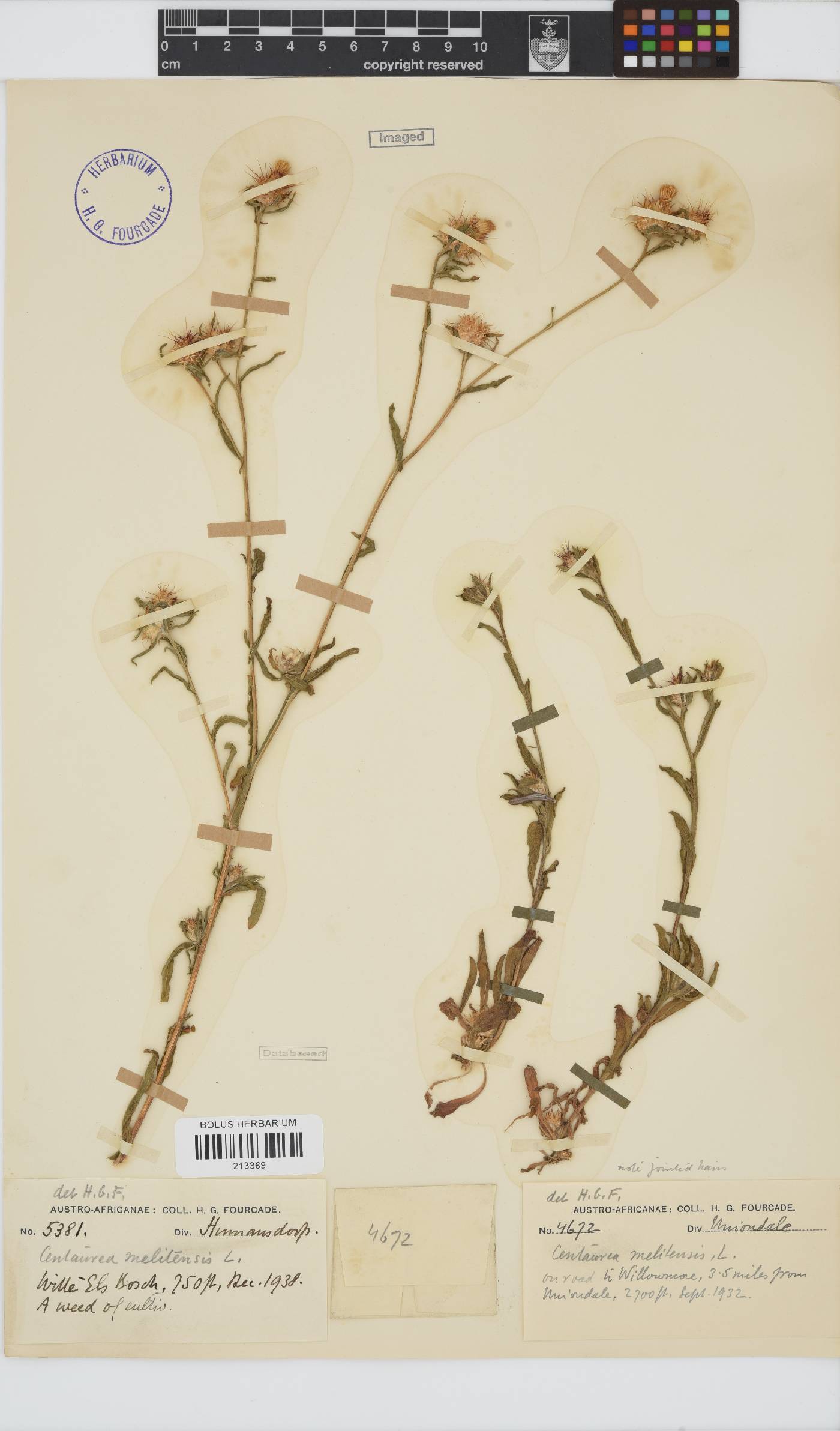 Centaurea melitensis image