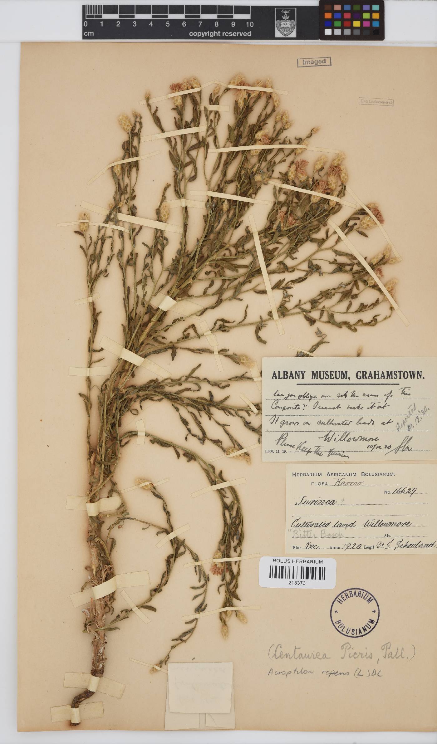 Rhaponticum repens image
