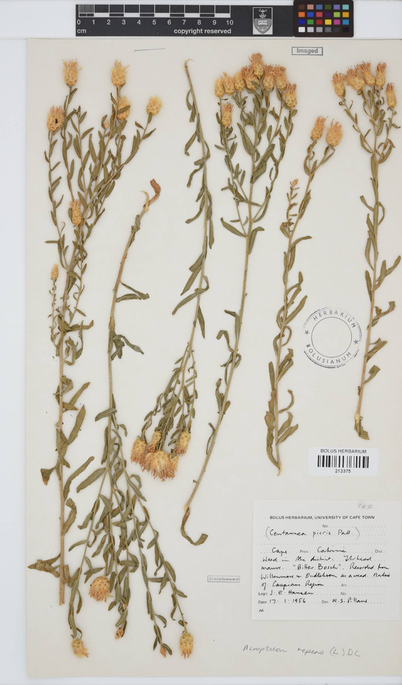 Rhaponticum repens image