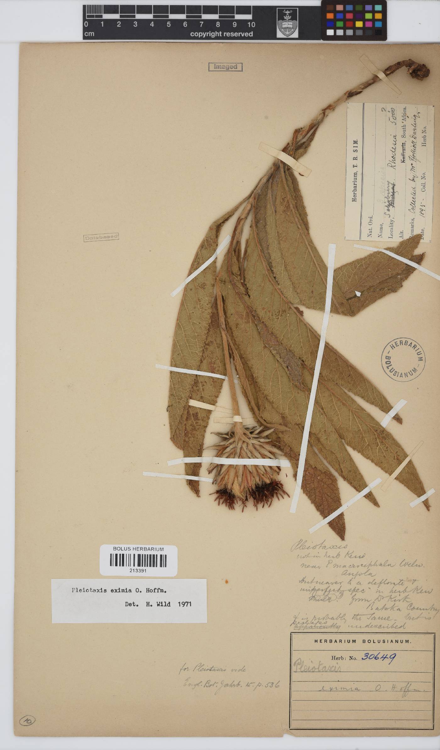 Pleiotaxis eximia image
