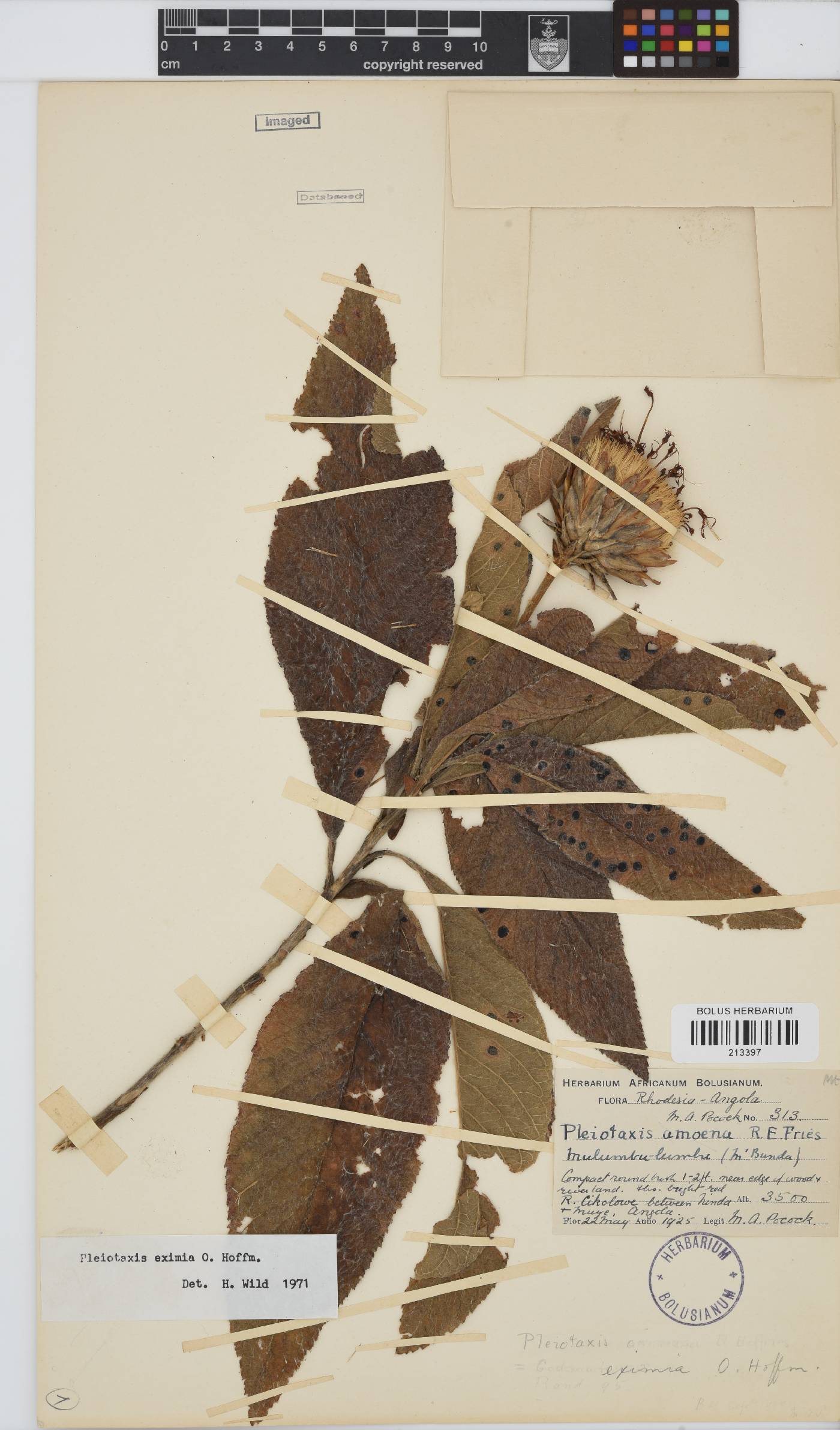 Pleiotaxis eximia image