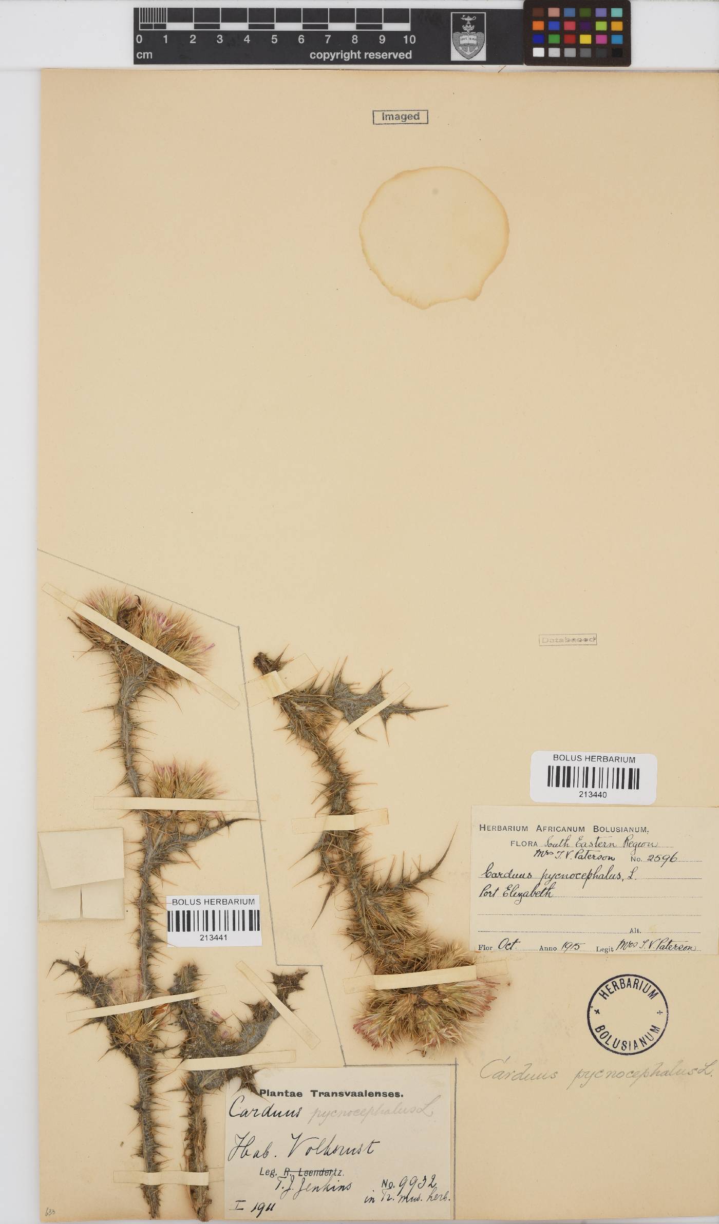 Carduus pycnocephalus image