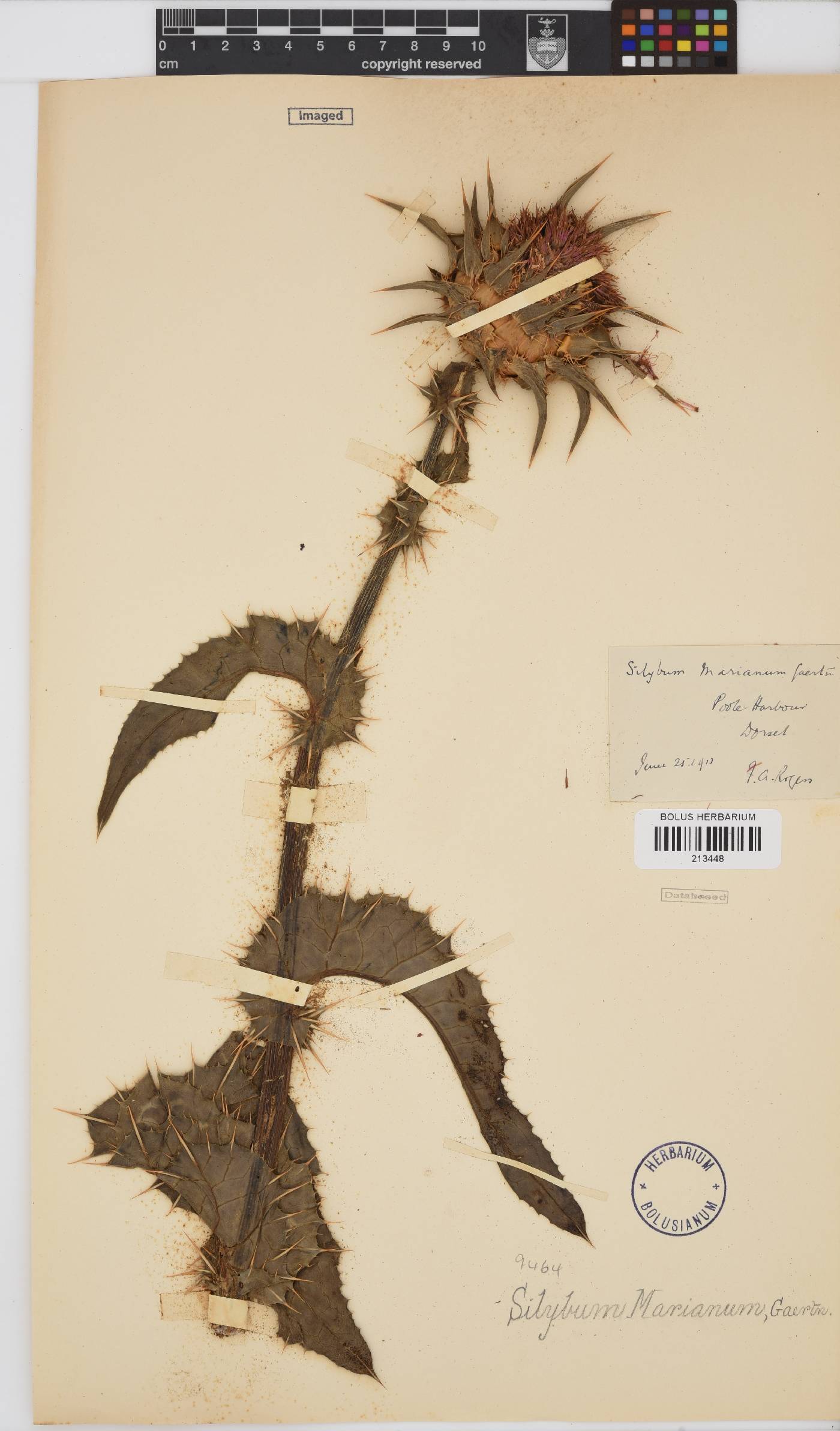 Silybum marianum image