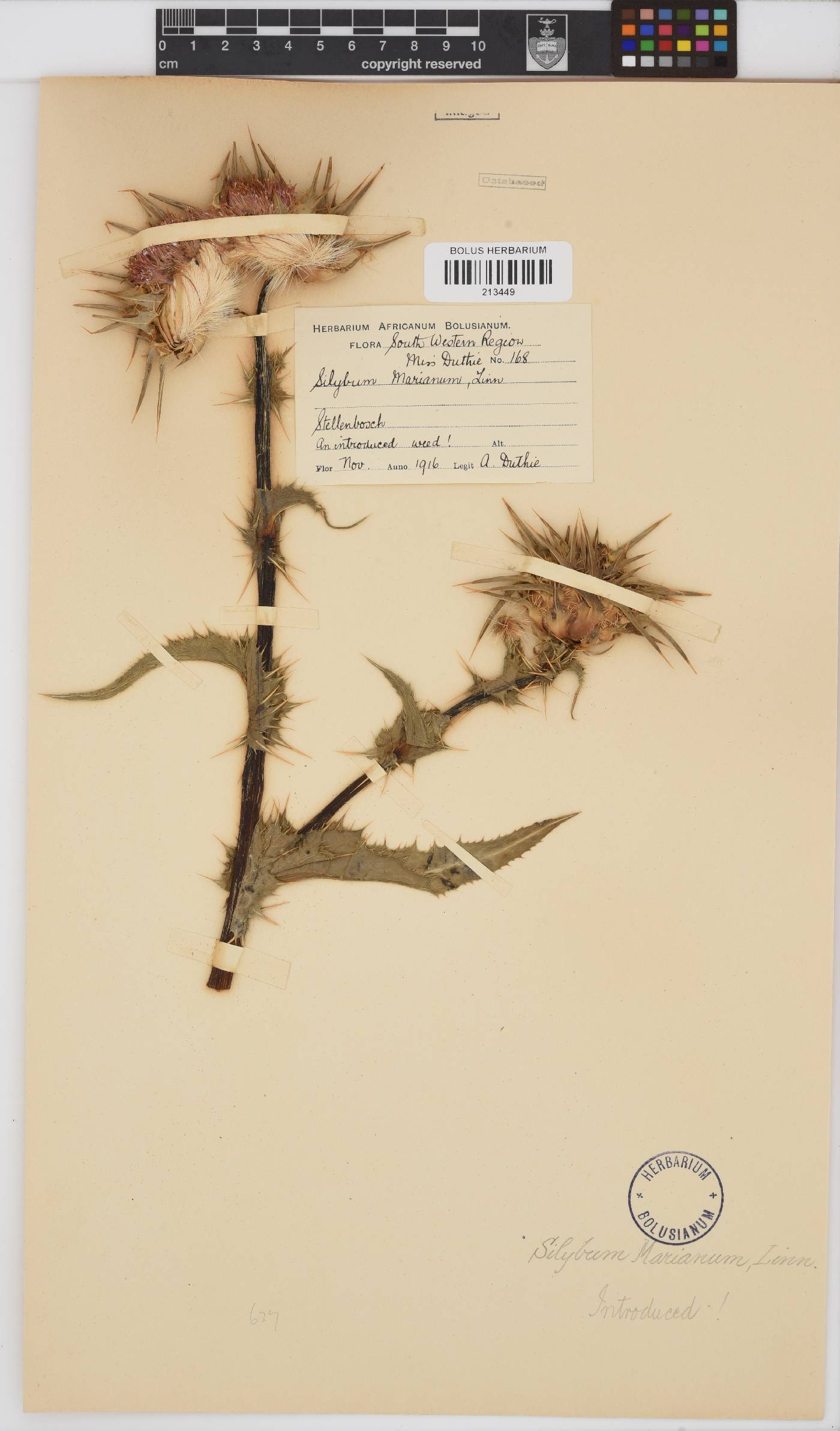 Silybum marianum image