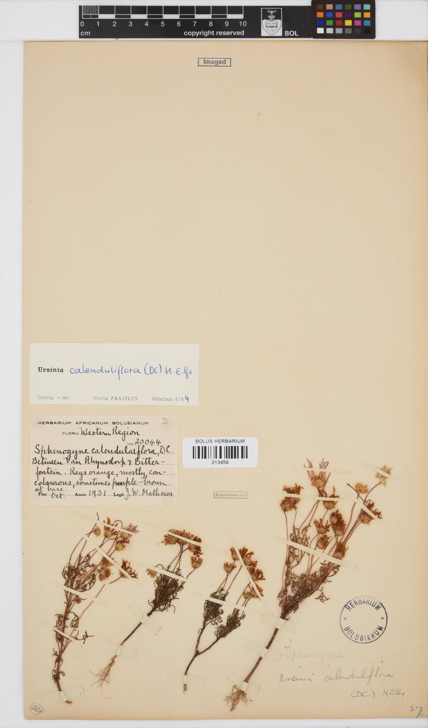 Ursinia calenduliflora image