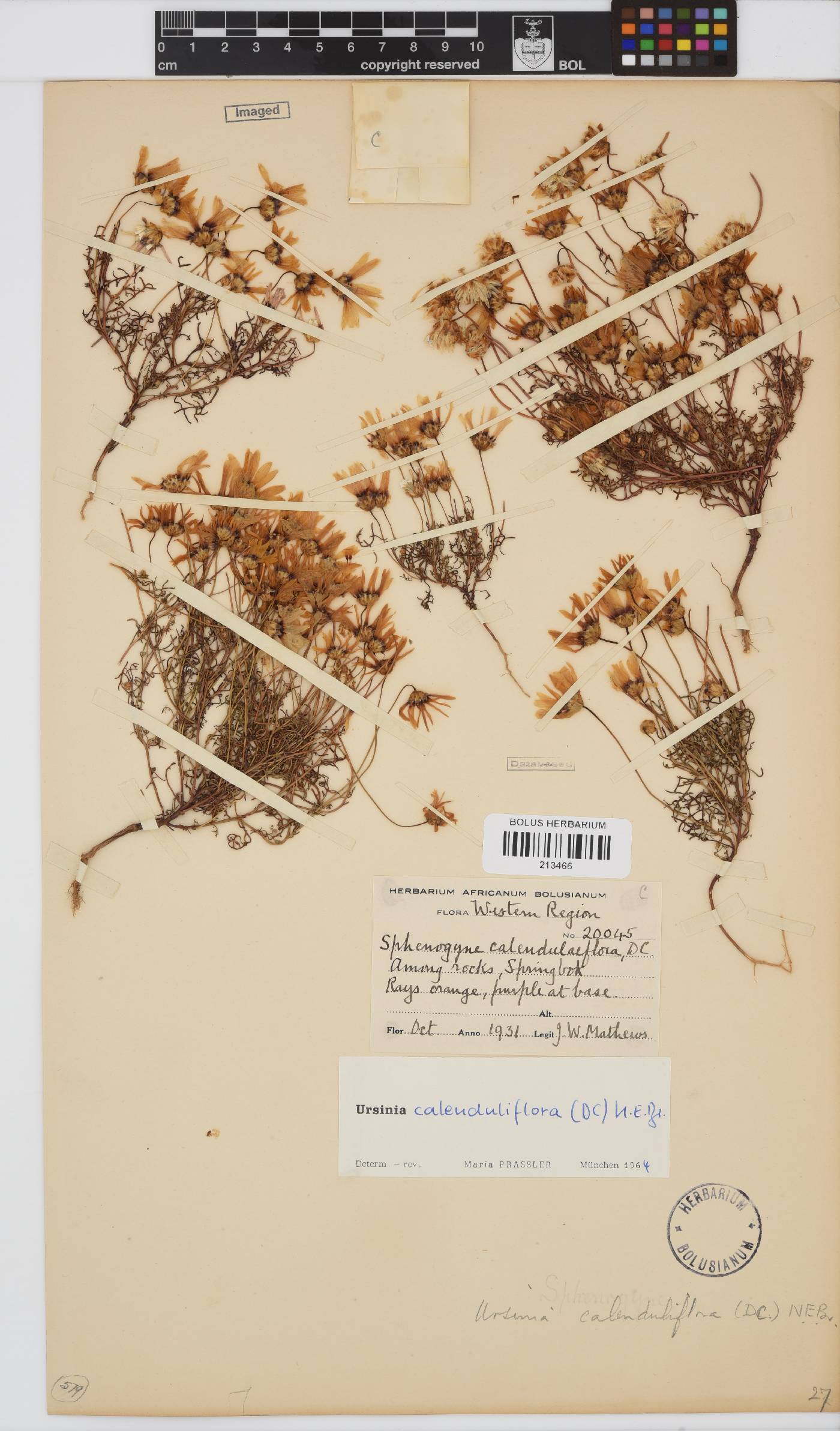 Ursinia calenduliflora image