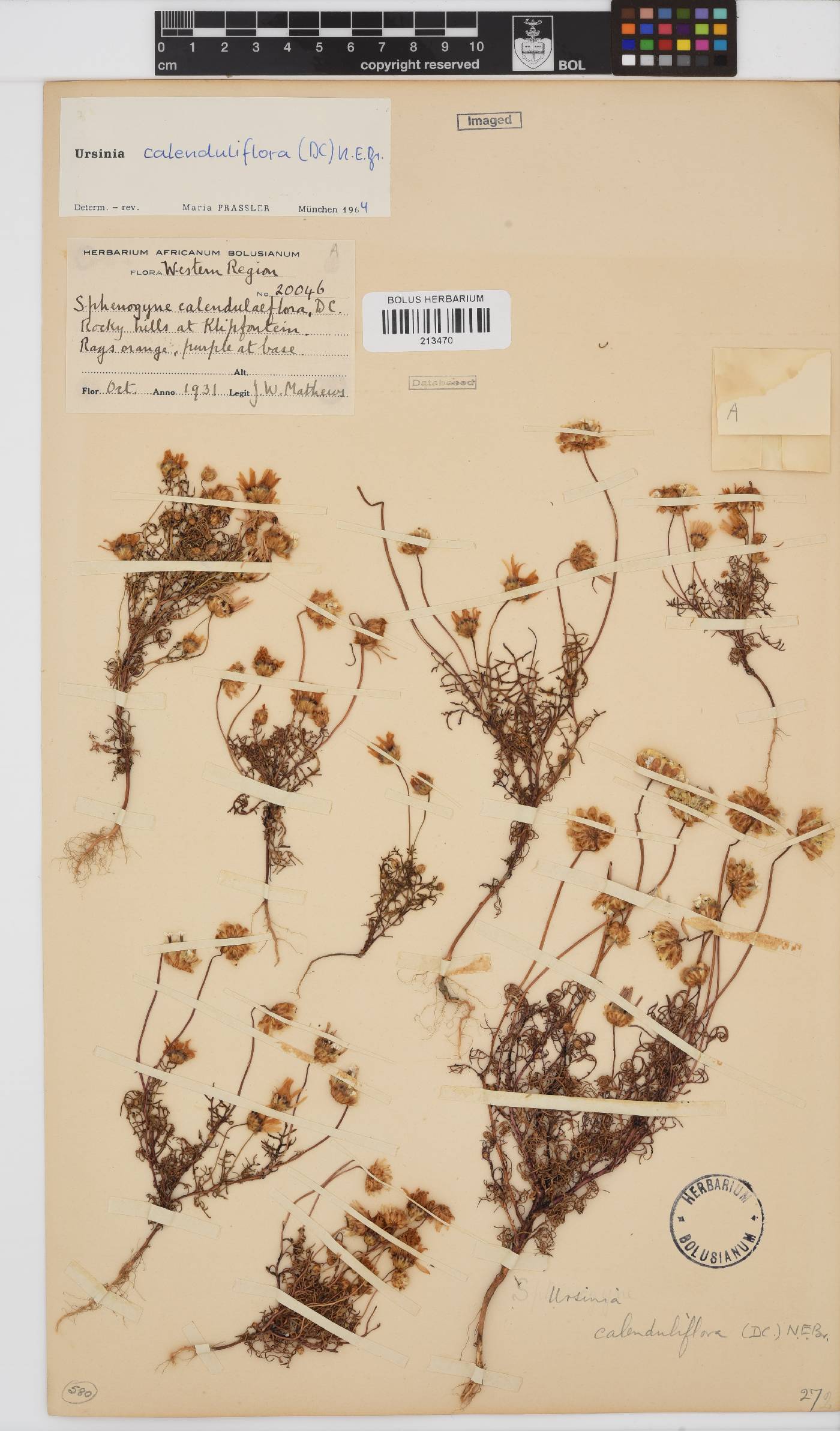 Ursinia calenduliflora image