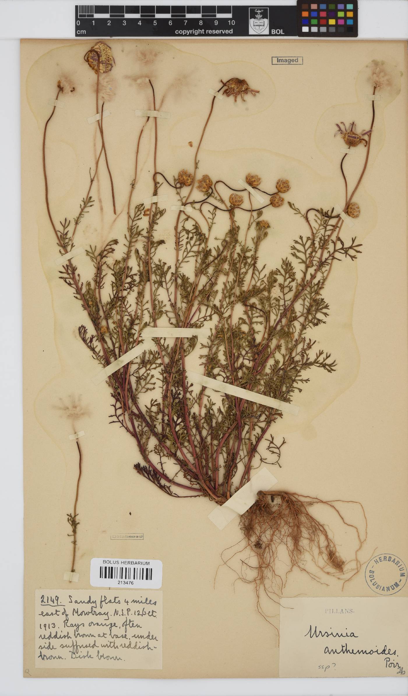 Ursinia anthemoides image