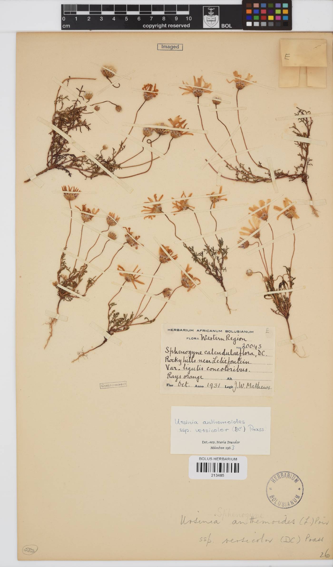 Ursinia anthemoides image