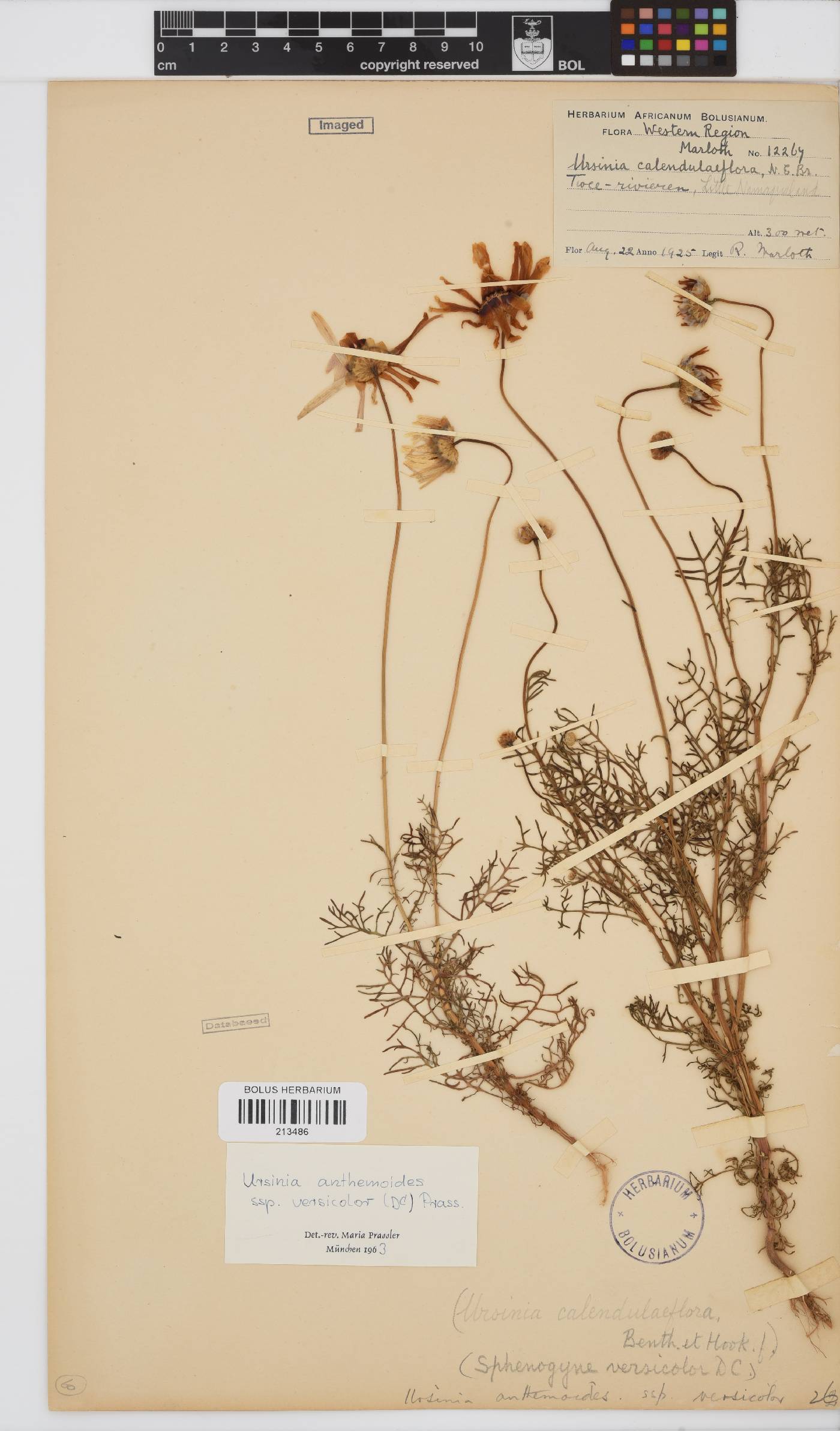 Ursinia anthemoides image