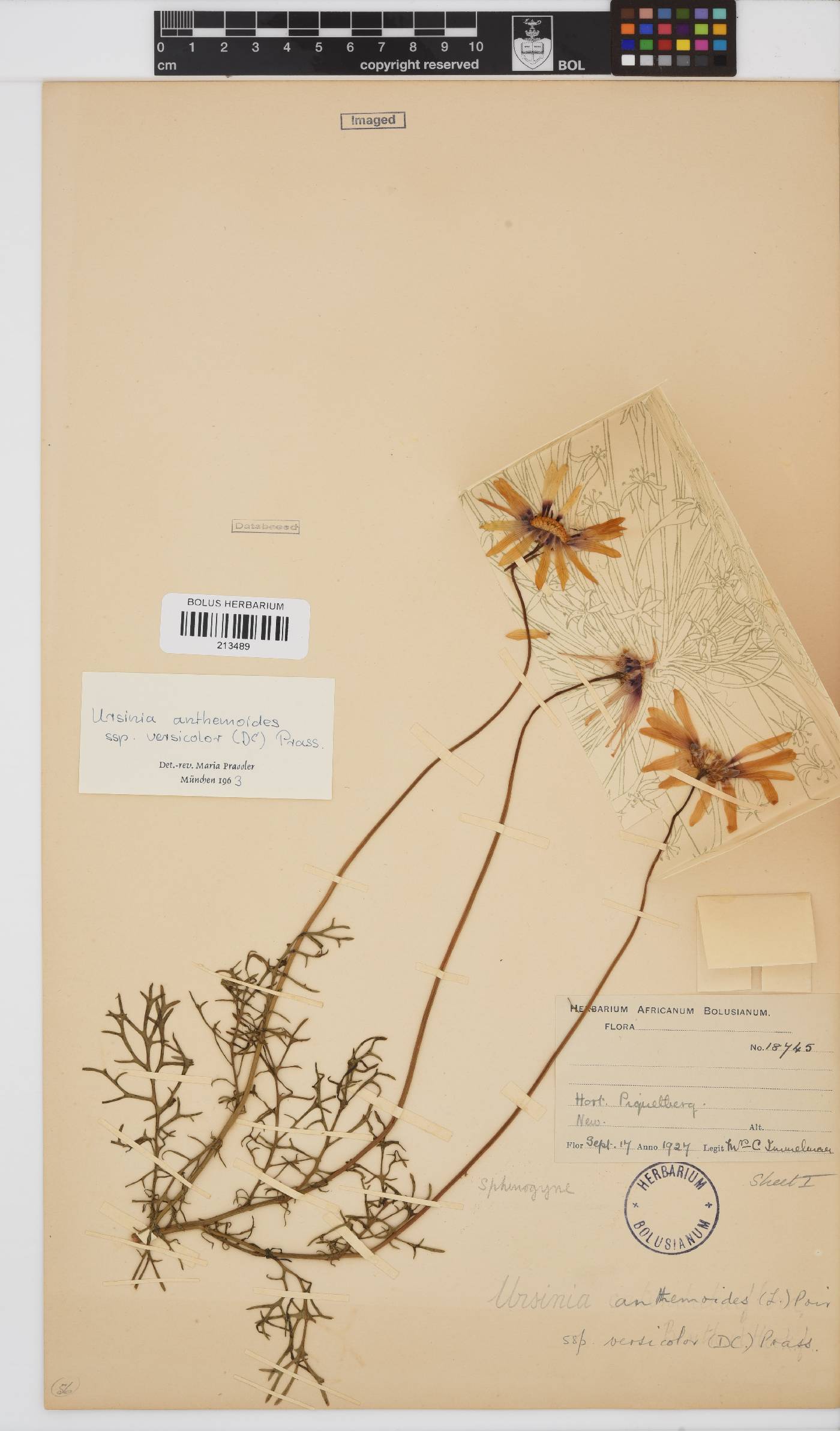Ursinia anthemoides subsp. versicolor image
