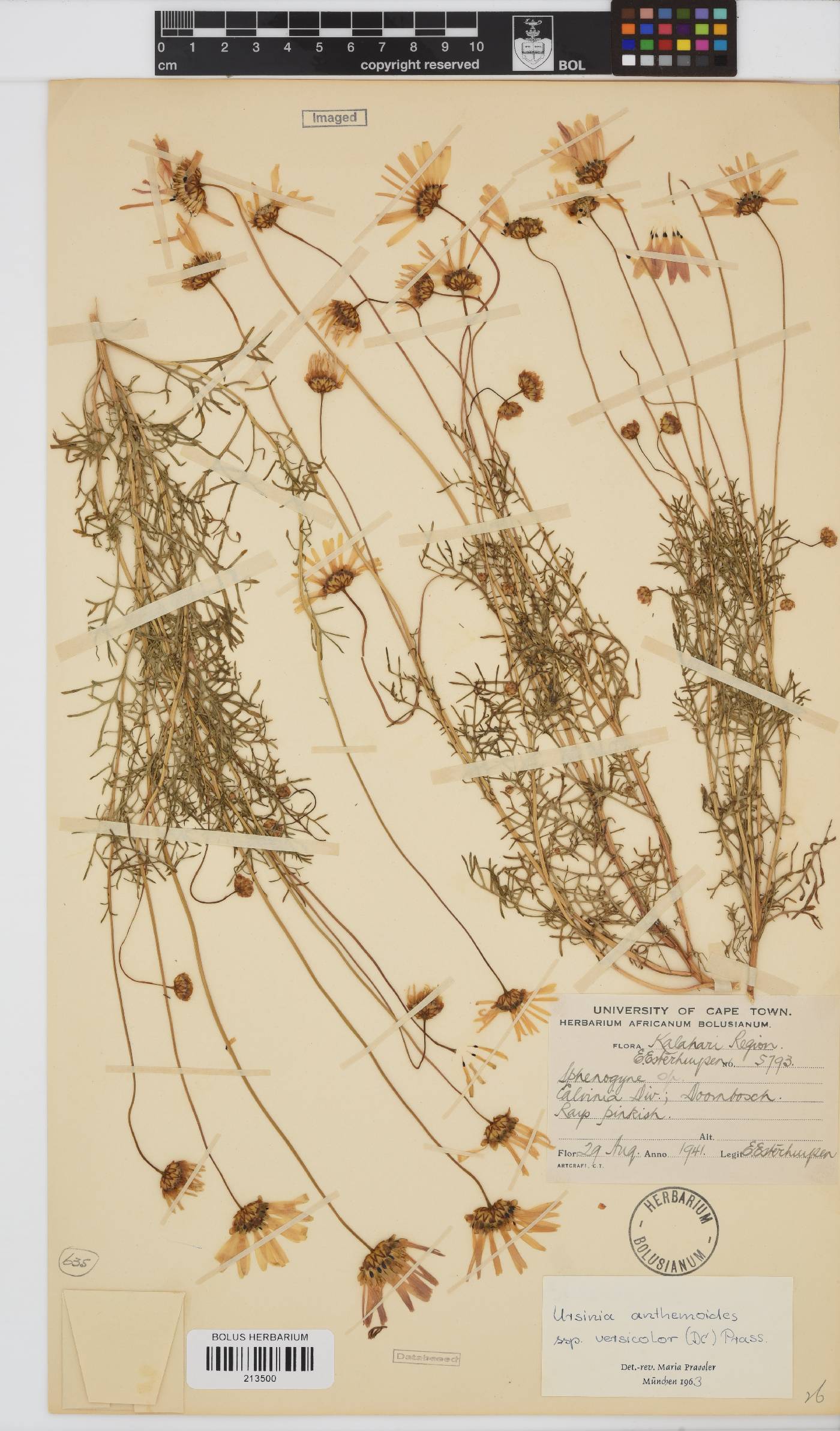 Ursinia anthemoides image