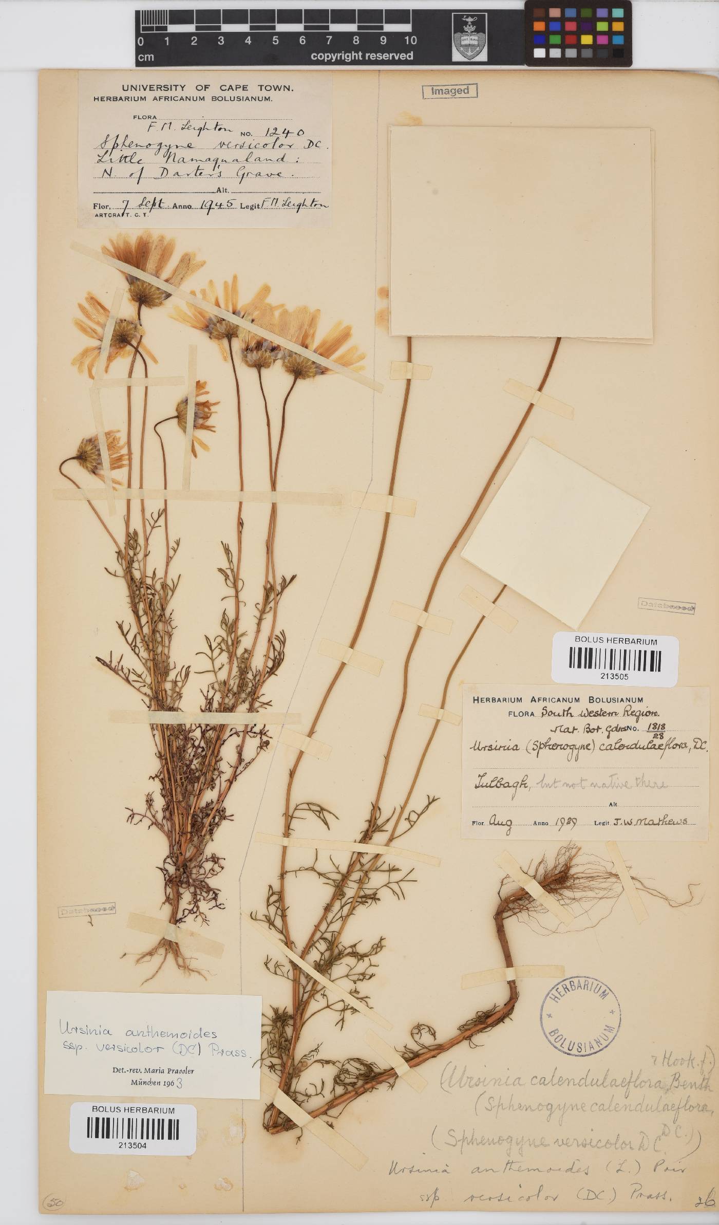 Ursinia anthemoides subsp. versicolor image