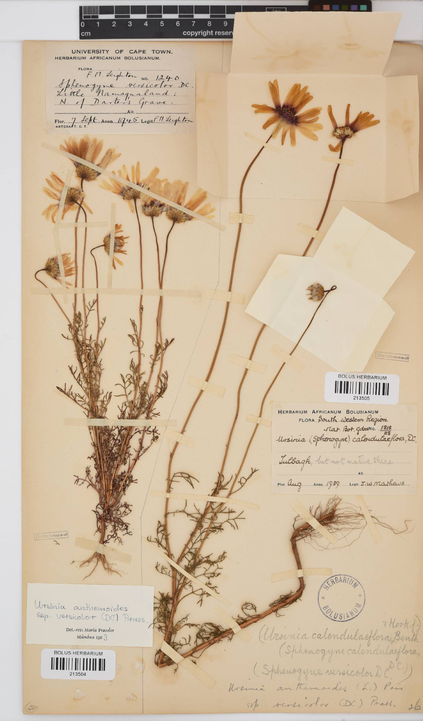 Ursinia anthemoides subsp. versicolor image