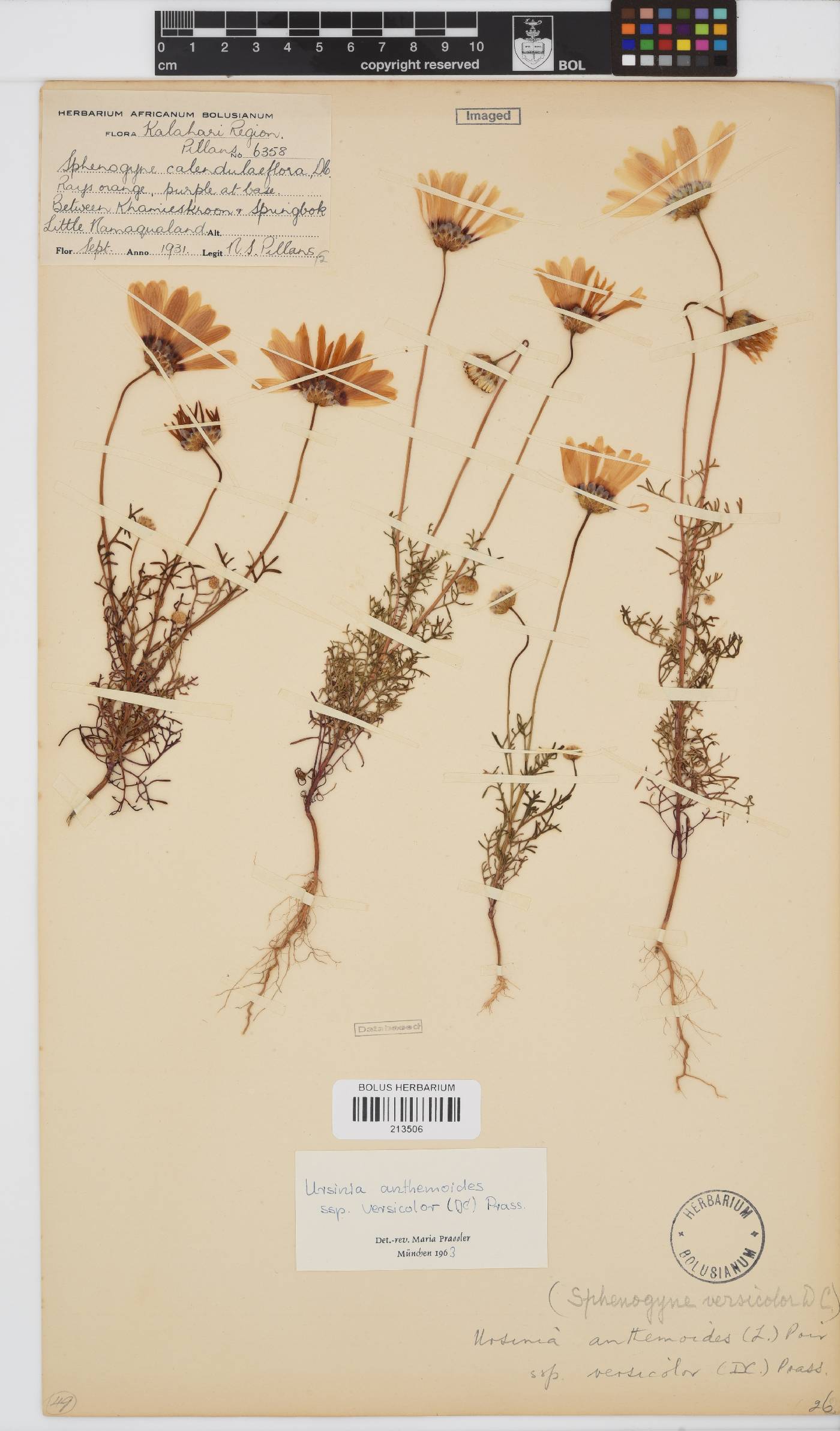 Ursinia anthemoides subsp. versicolor image