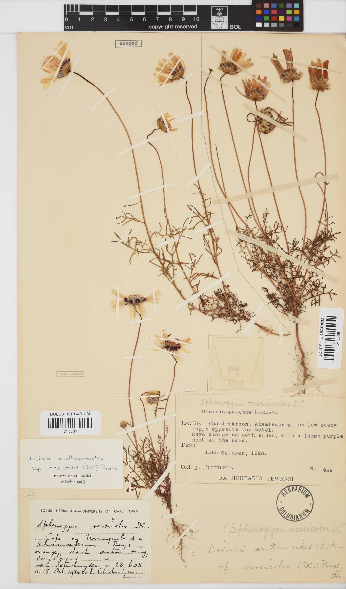 Ursinia anthemoides subsp. versicolor image