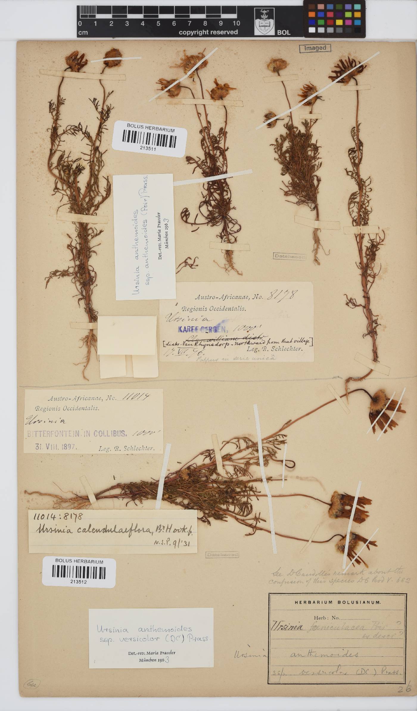 Ursinia anthemoides subsp. versicolor image