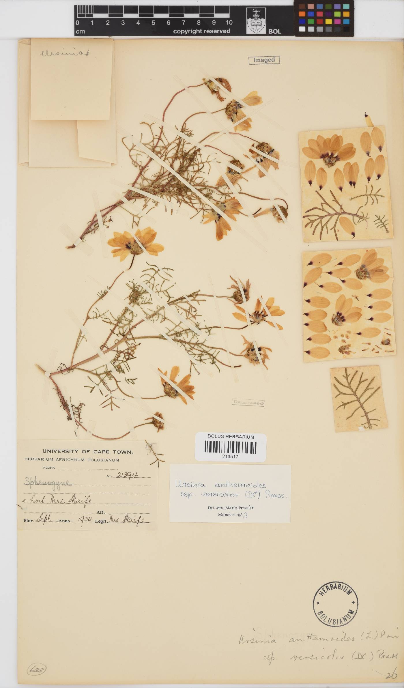 Ursinia anthemoides subsp. versicolor image