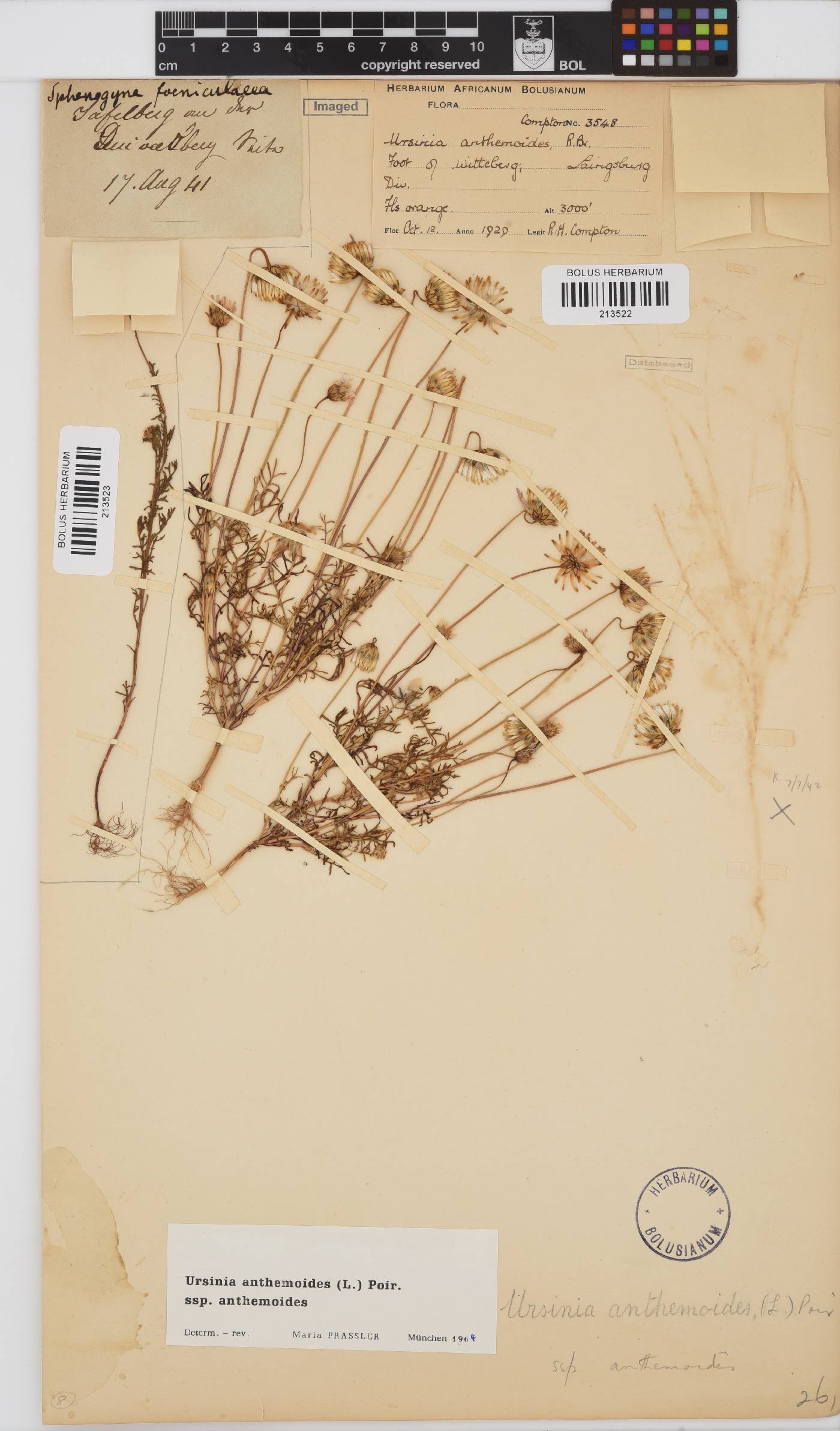 Ursinia anthemoides image
