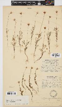 Ursinia anthemoides subsp. anthemoides image