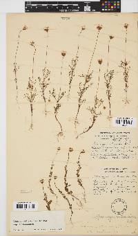 Ursinia anthemoides subsp. anthemoides image