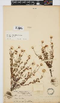 Ursinia anthemoides subsp. anthemoides image