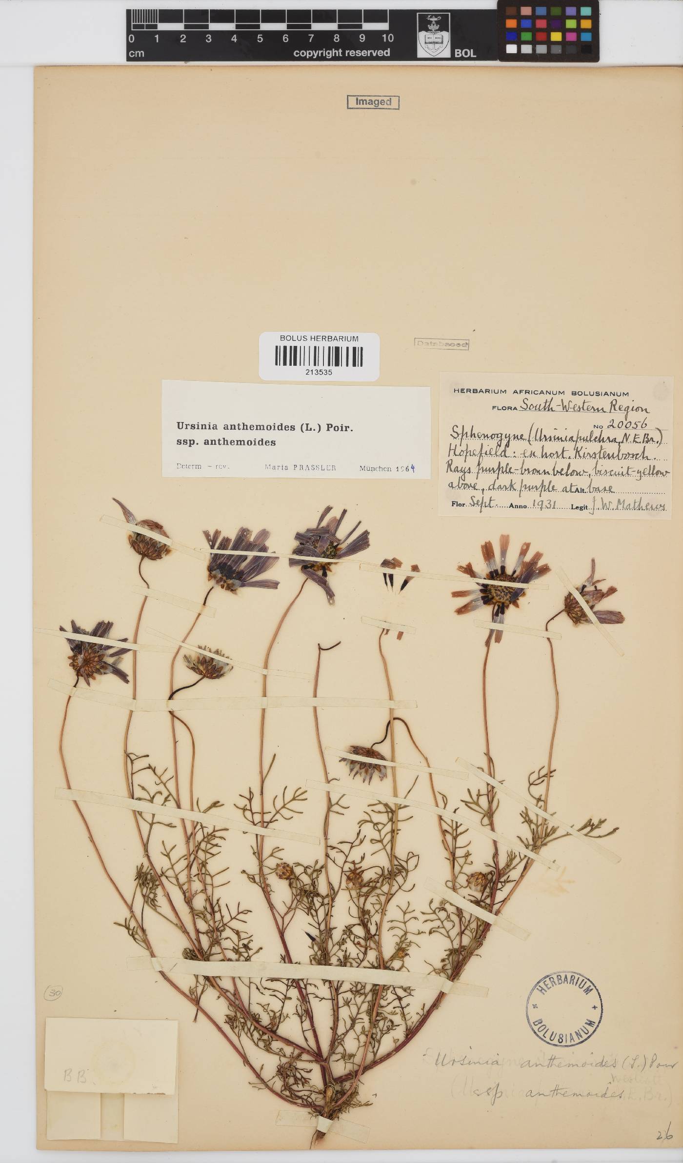 Ursinia anthemoides subsp. anthemoides image