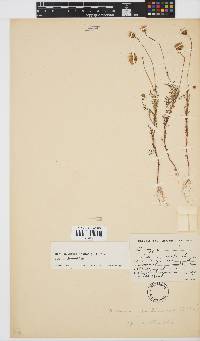 Ursinia anthemoides image