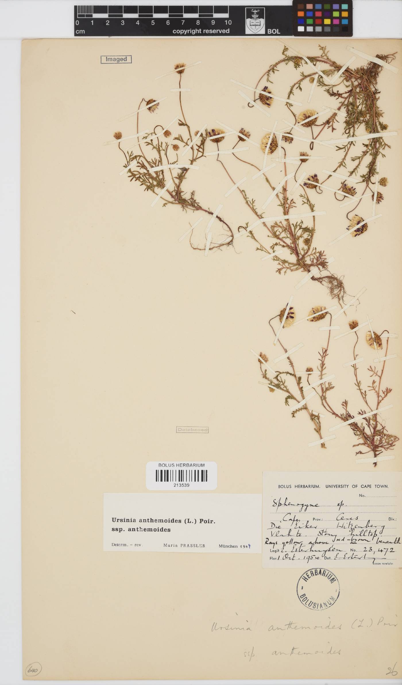 Ursinia anthemoides subsp. anthemoides image