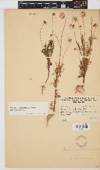 Ursinia anthemoides subsp. anthemoides image