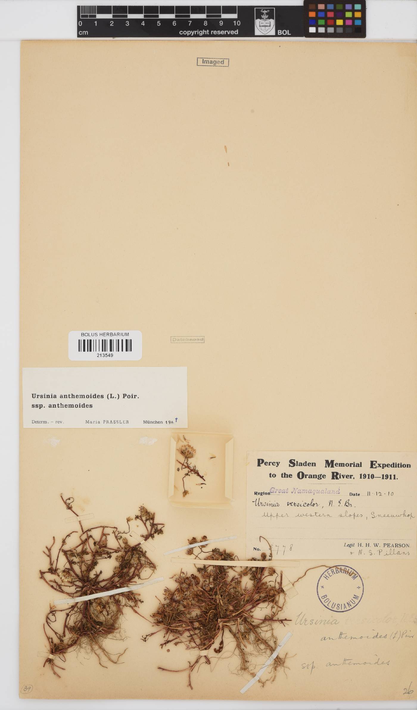 Ursinia anthemoides subsp. anthemoides image