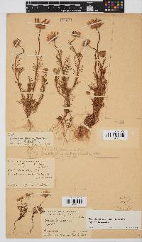 Ursinia anthemoides subsp. anthemoides image