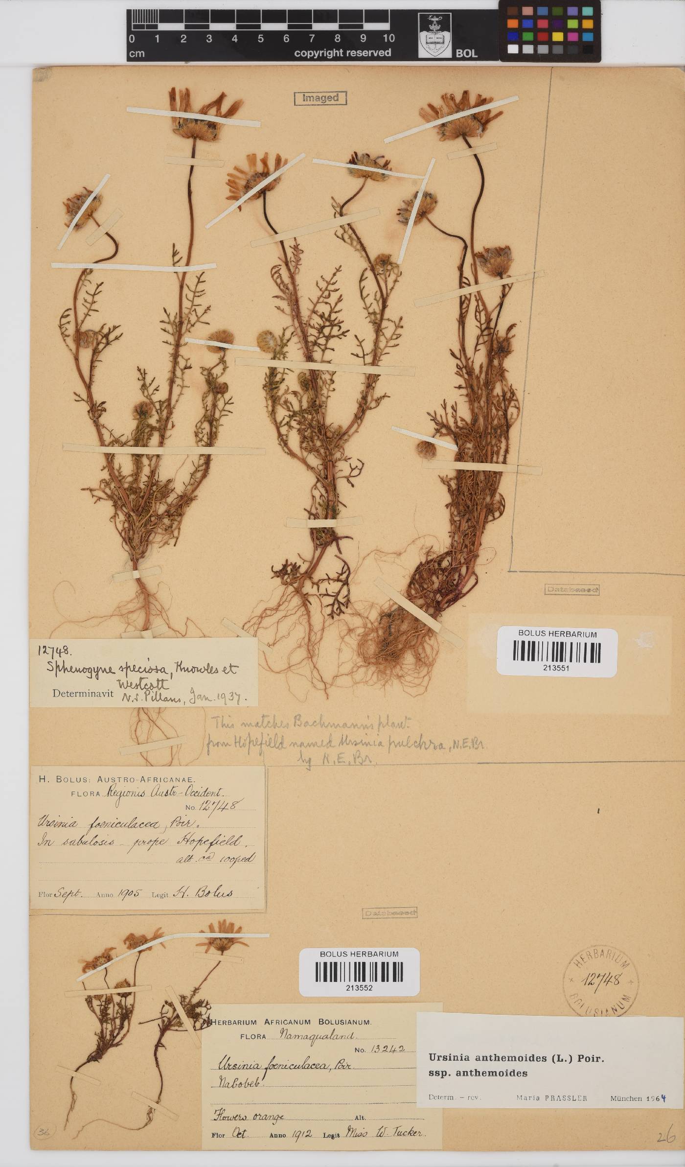 Ursinia anthemoides subsp. anthemoides image