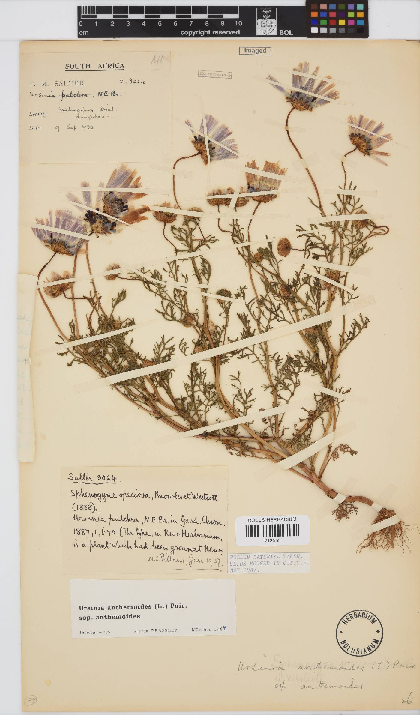 Ursinia anthemoides subsp. anthemoides image