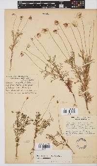 Ursinia anthemoides subsp. anthemoides image