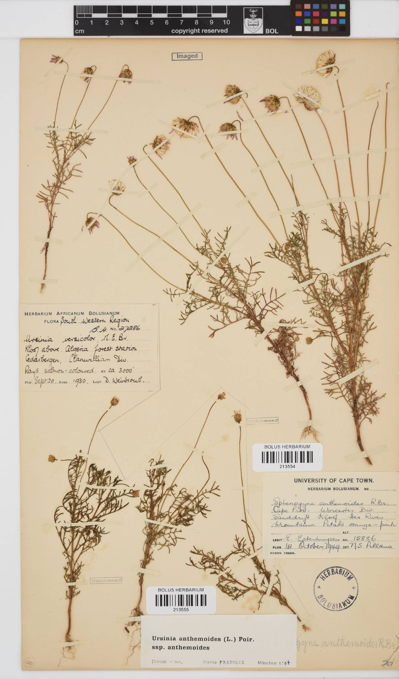 Ursinia anthemoides subsp. anthemoides image