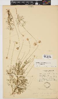 Ursinia anthemoides subsp. anthemoides image