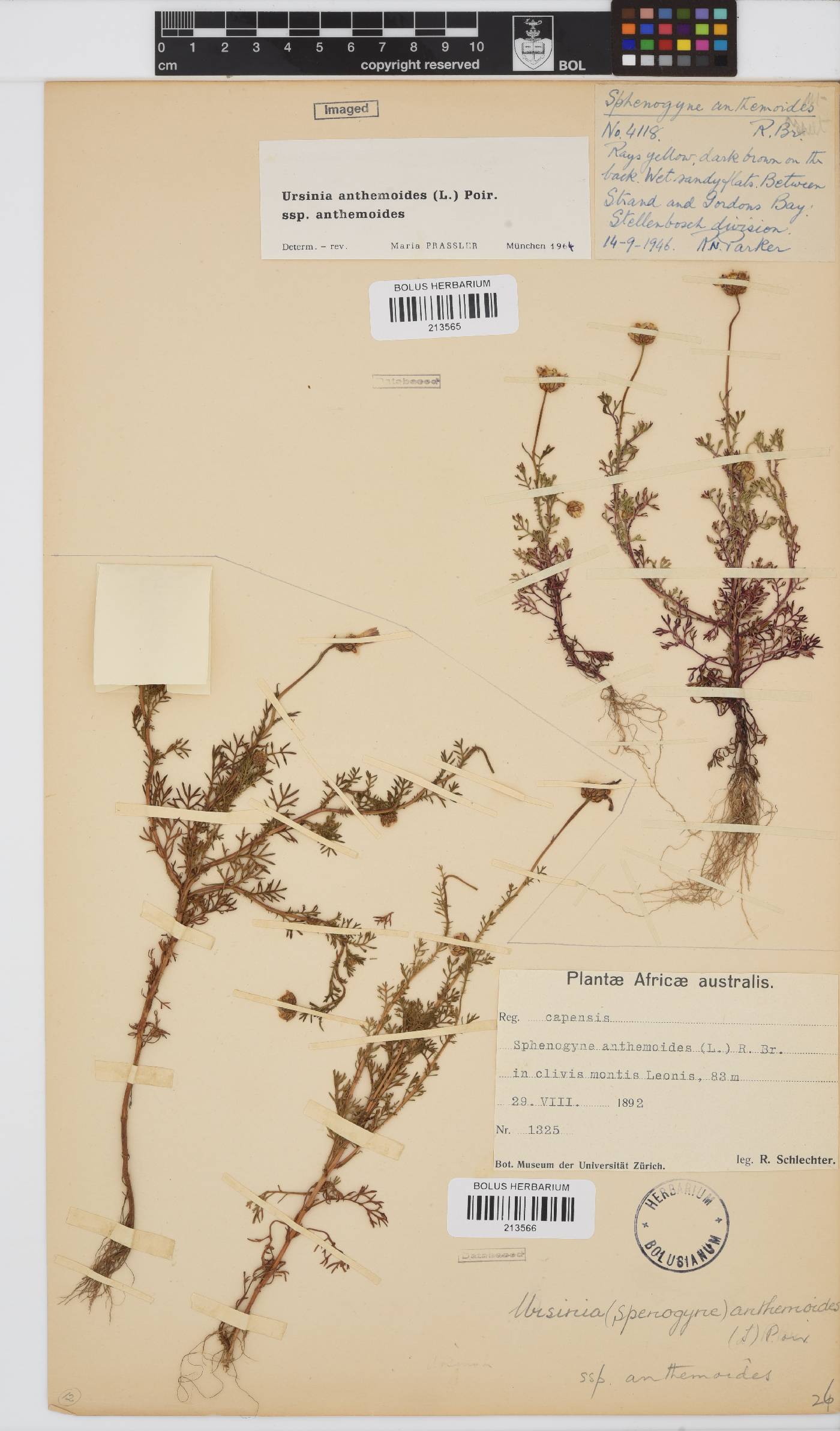 Ursinia anthemoides subsp. anthemoides image