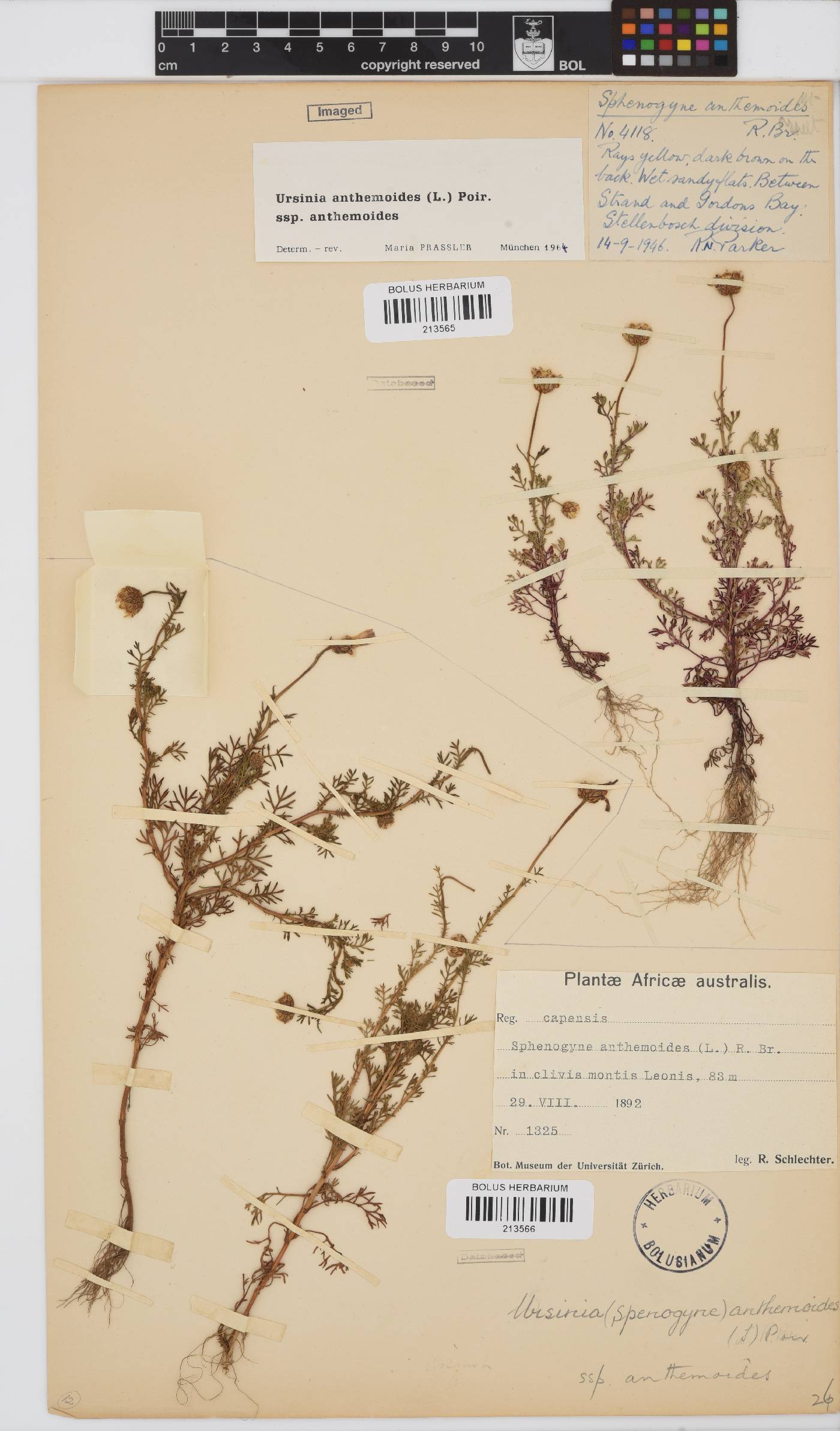 Ursinia anthemoides subsp. anthemoides image