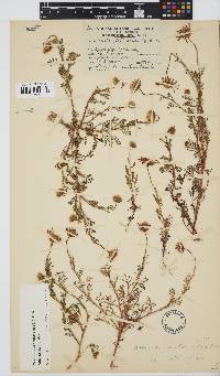 Ursinia anthemoides subsp. anthemoides image