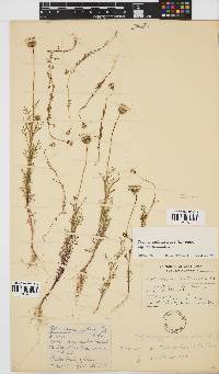 Ursinia anthemoides subsp. anthemoides image