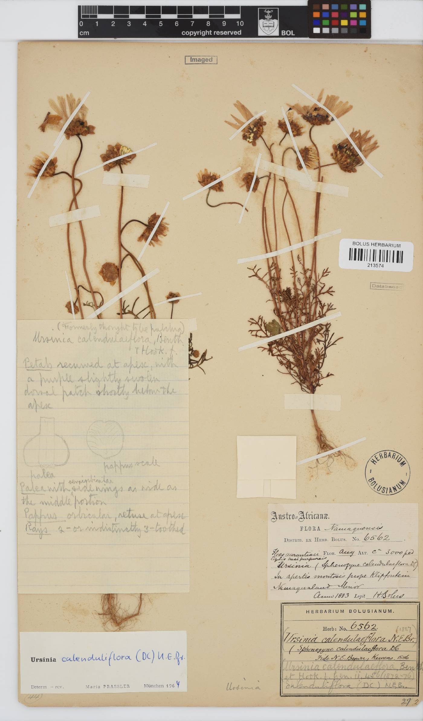 Ursinia calenduliflora image