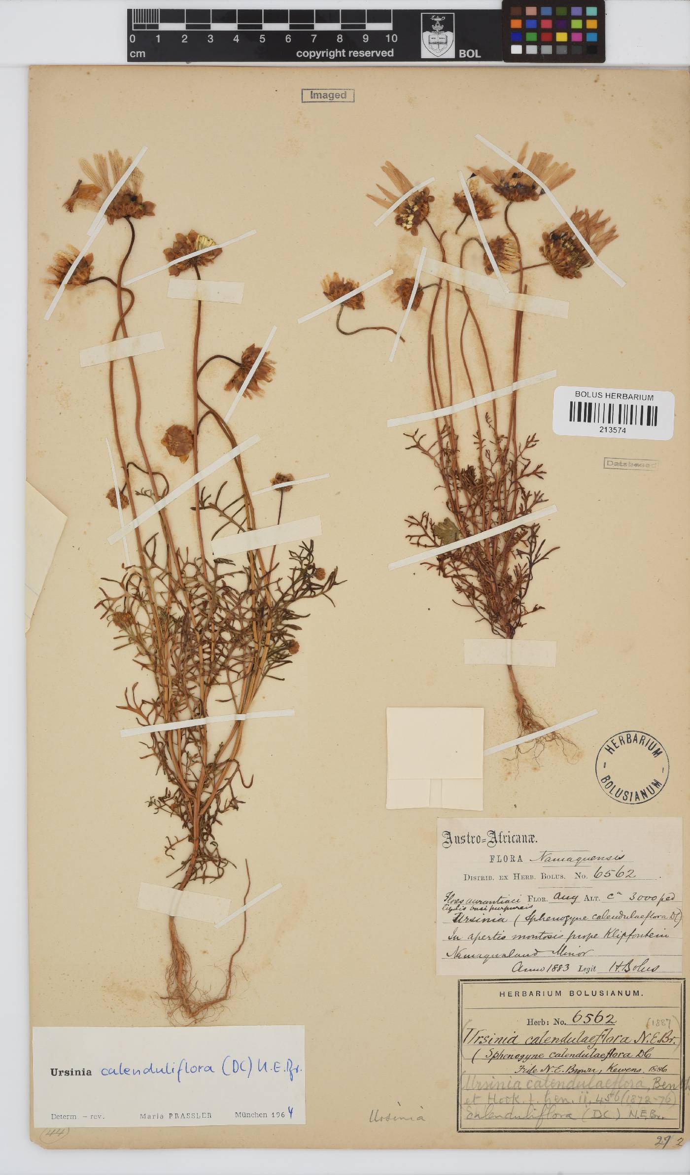 Ursinia calenduliflora image